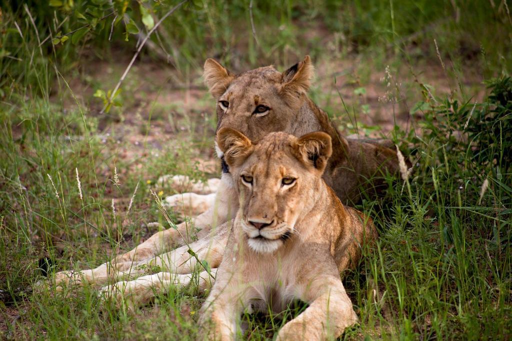Simbavati River Lodge Тімбаваті-Ґейм-Резерв Екстер'єр фото