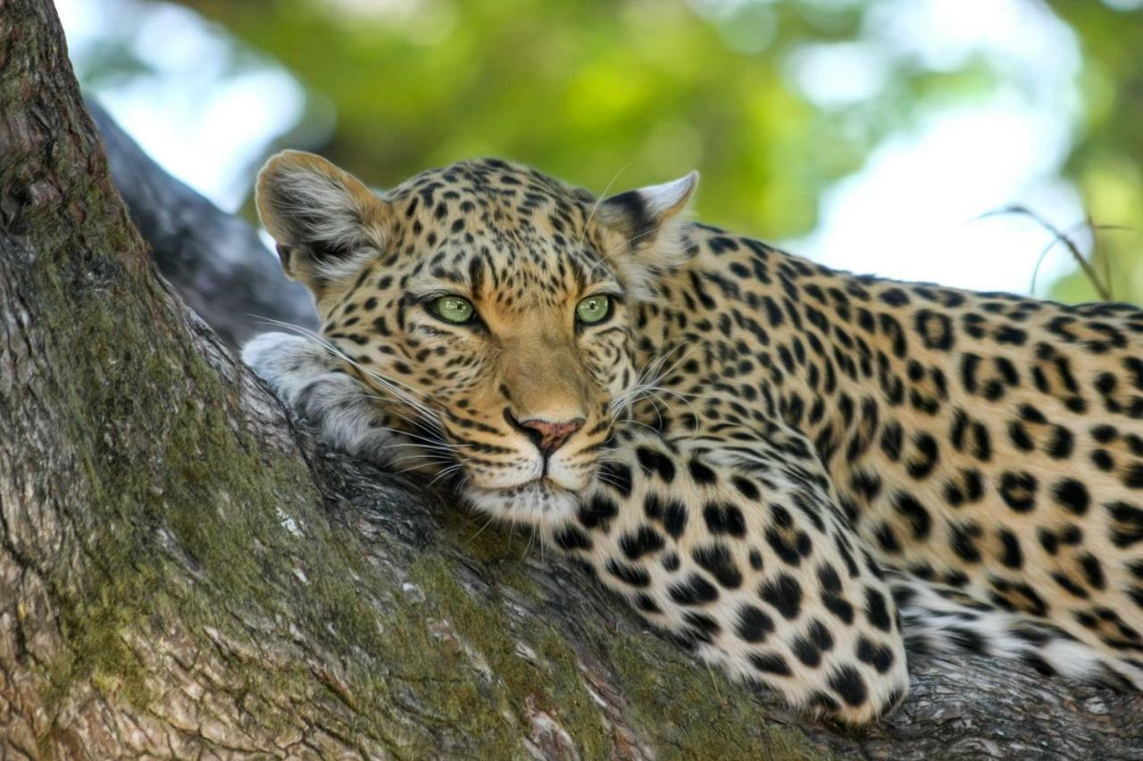 Simbavati River Lodge Тімбаваті-Ґейм-Резерв Екстер'єр фото