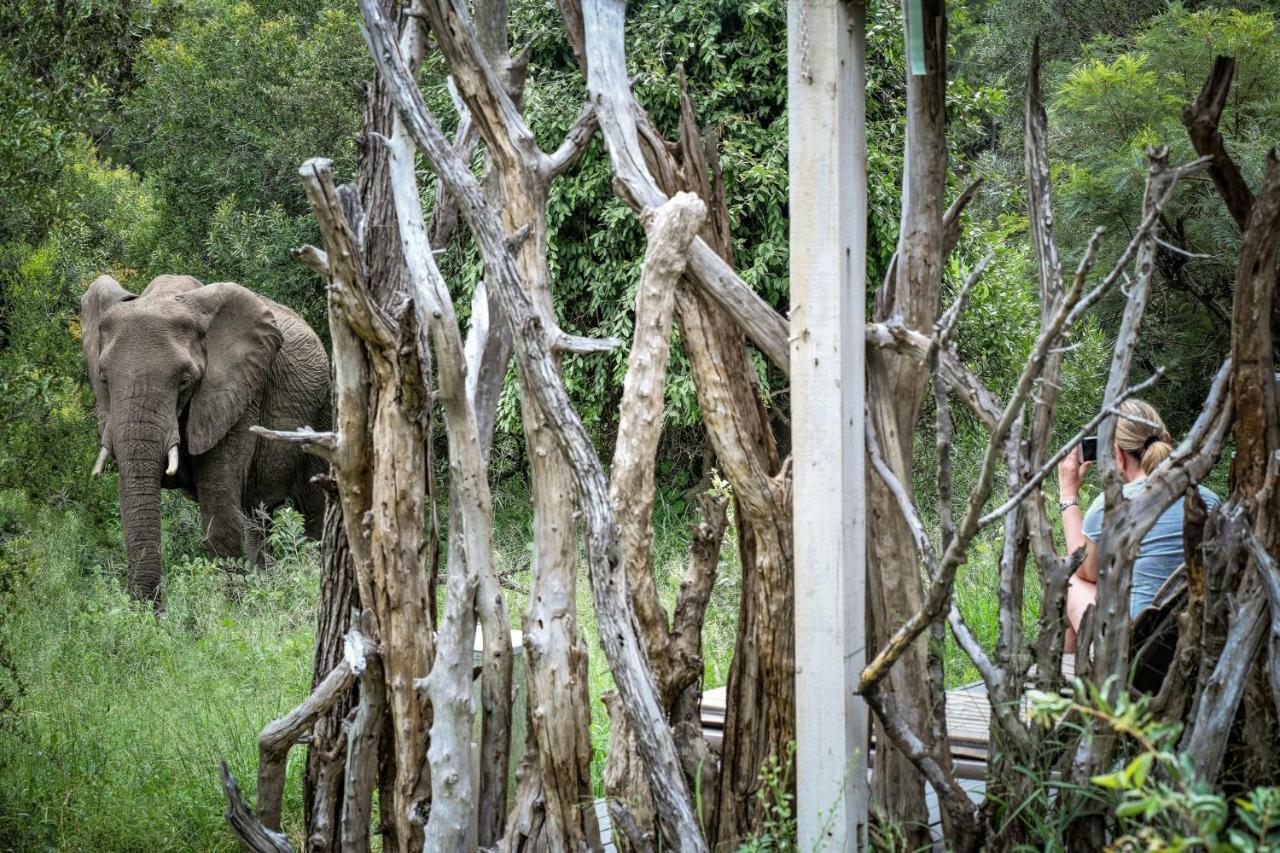 Simbavati River Lodge Тімбаваті-Ґейм-Резерв Екстер'єр фото